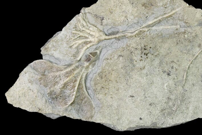 Two Fossil Crinoids (Dichocrinus & Cercidocrinus) - Gilmore City, Iowa #148679